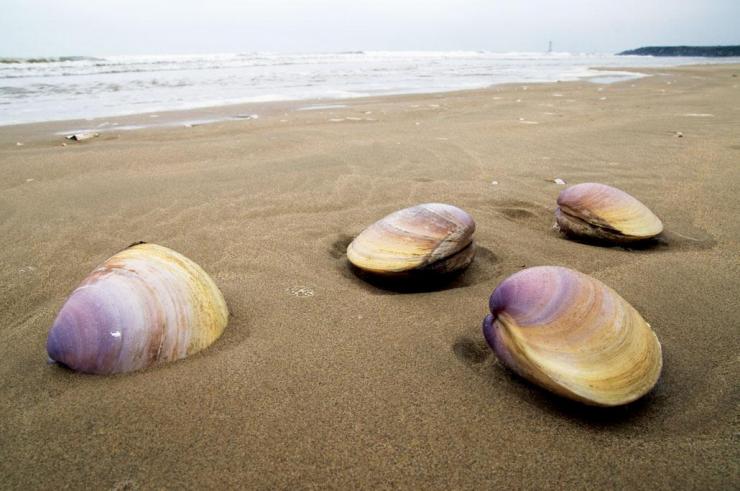 迎國際生物圈保護區(qū)日 關(guān)注海岸帶文態(tài)空間